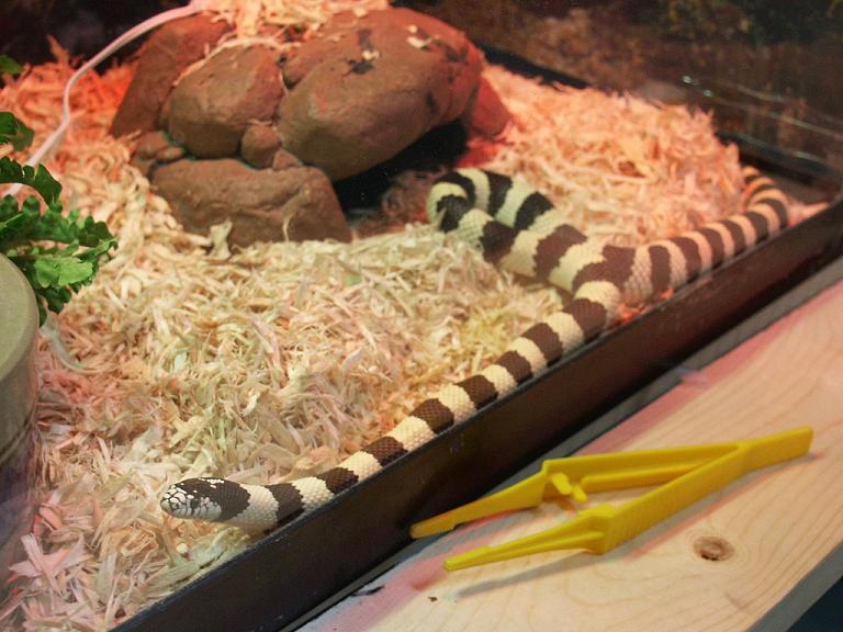 Kingsnake 4