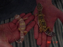 comparision