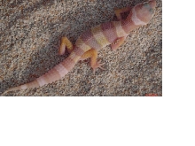 Tremper Albino Female hatch 3-24-03