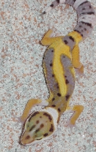 Jungle Tangerine Het Albino Male