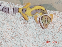 Tang Jungle Male