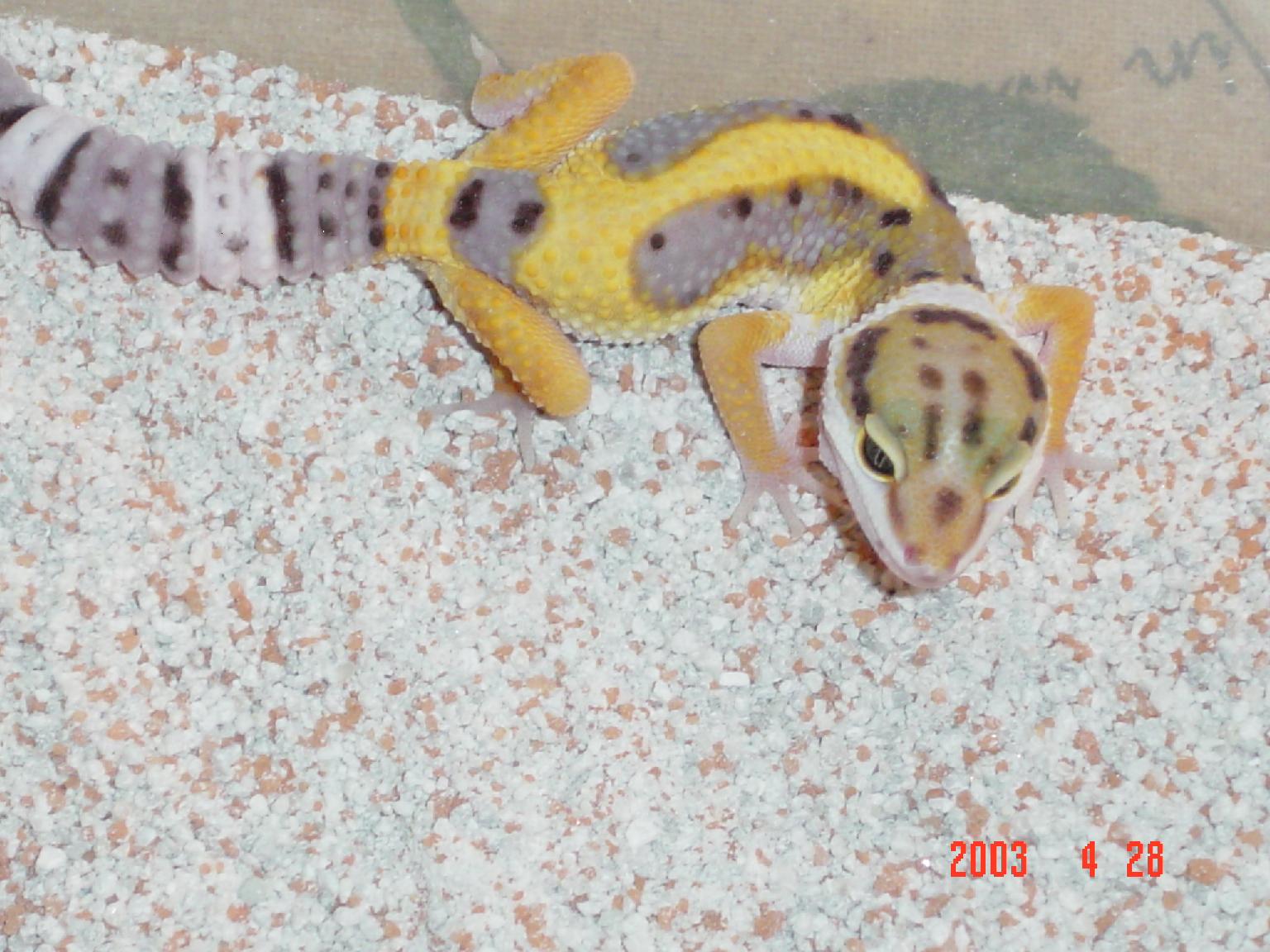 Tang Jungle Male