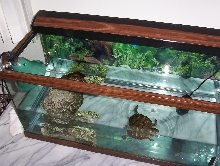 Tank setup 2