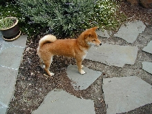 Cody looking around