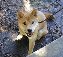 Cody