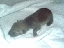 Baby Coyote