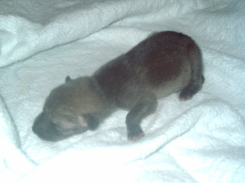 Baby Coyote