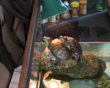 My babies basking