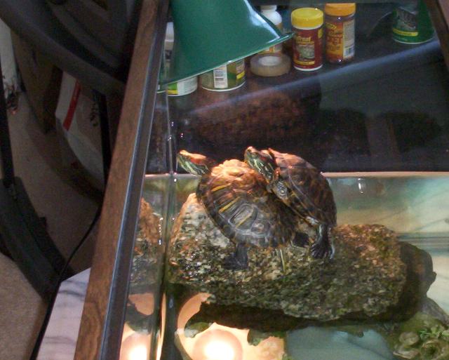My babies basking