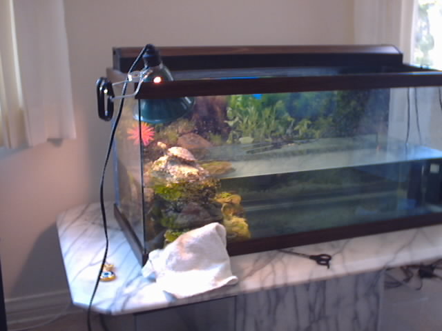baby basking