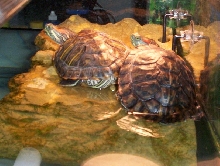 Turtle Dock
