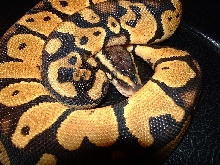 Graziani Male