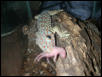 gecko tokay eating a pinkie