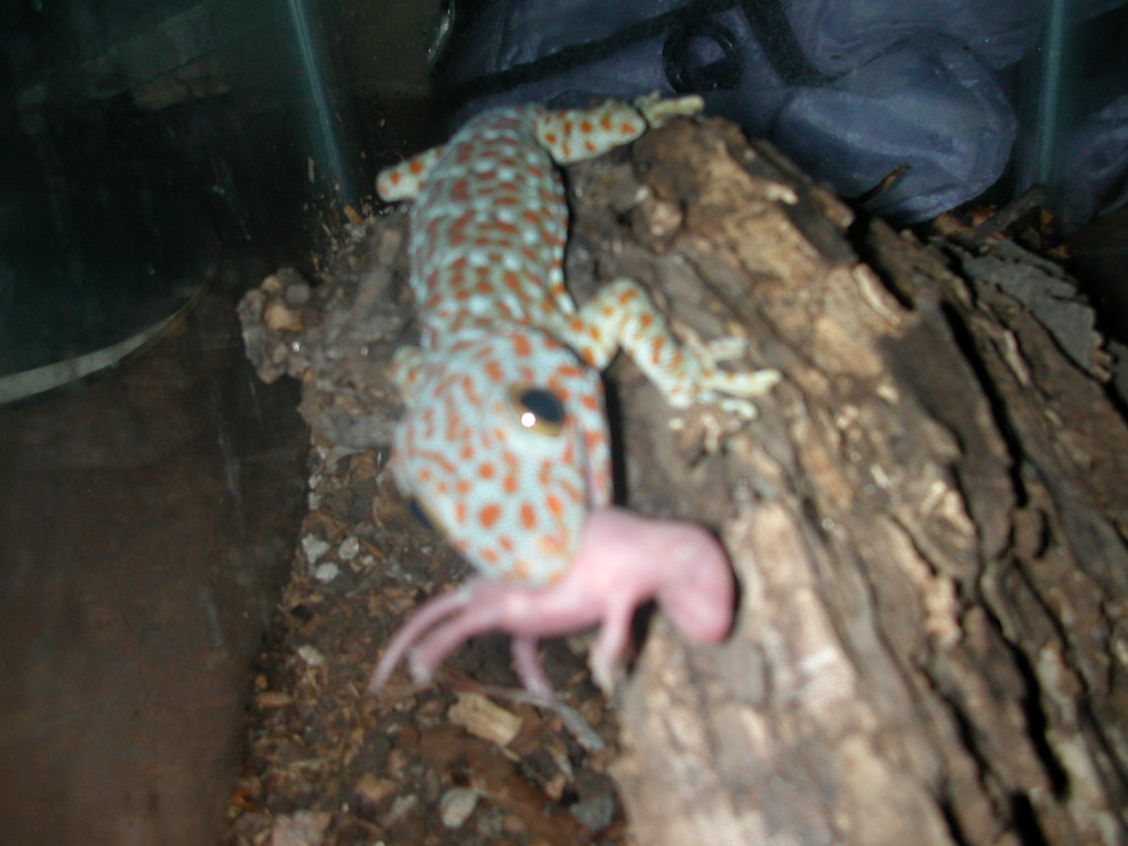 gecko tokay eating a pinkie