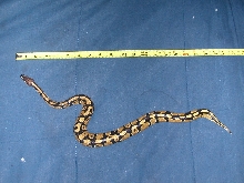 what type of ball python is this??