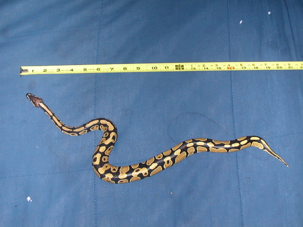 what type of ball python is this??