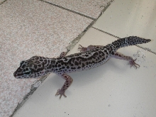 type of gecko plz ???