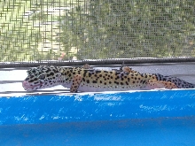 gecko leopardo