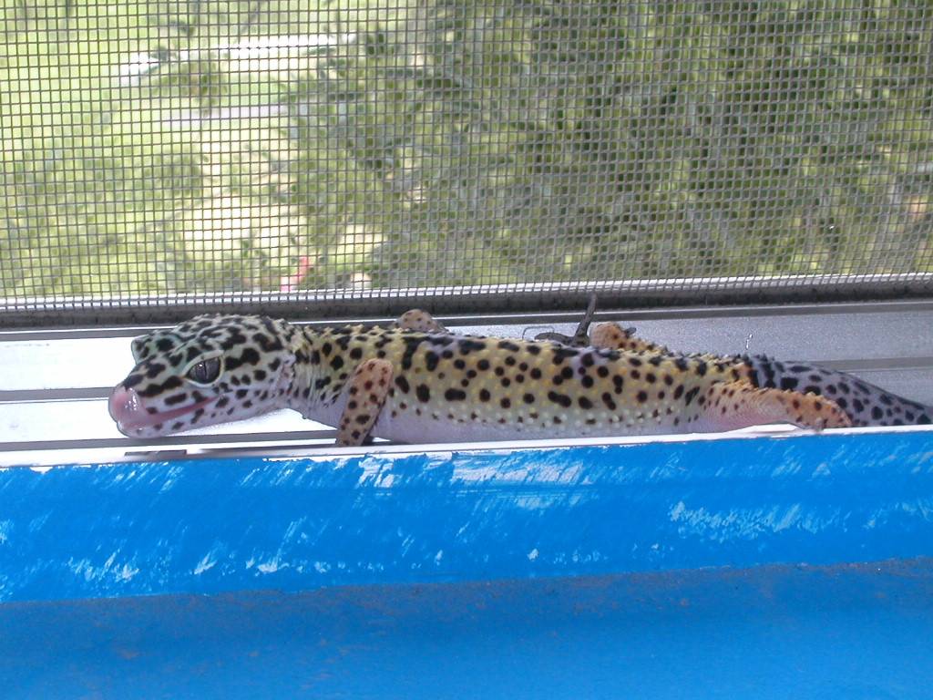 gecko leopardo
