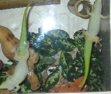 what sex day geckos?