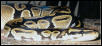 Male Ball Python June 2002
