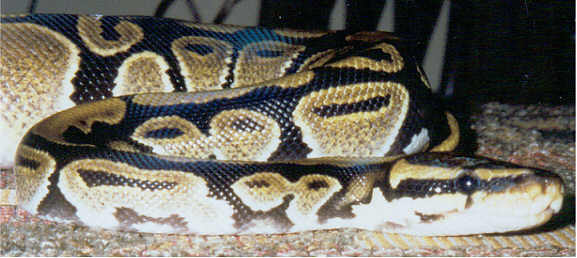 Male Ball Python June 2002