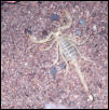 California Gold Scorpion
