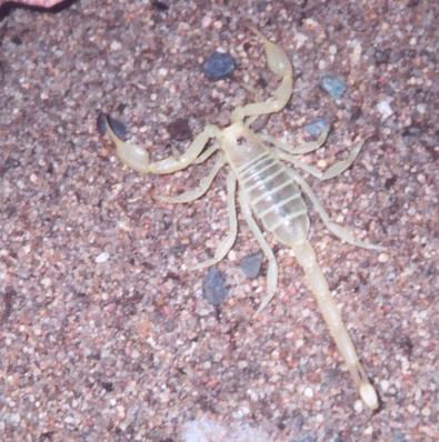 California Gold Scorpion