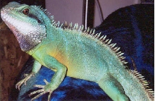 Loki December 2002