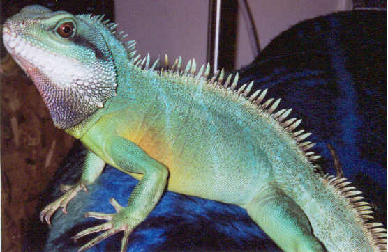 Loki December 2002