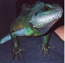 Loki December 2002