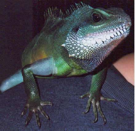 Loki December 2002