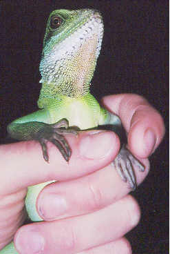 Loki June 2002