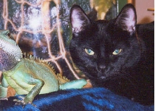 Kitty and Loki