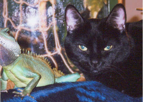 Kitty and Loki