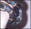 My kingsnake