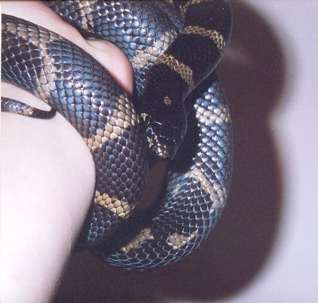My kingsnake