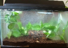 Pacman Toad's Terrarium