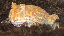 Cranwell's Horned Toad 2