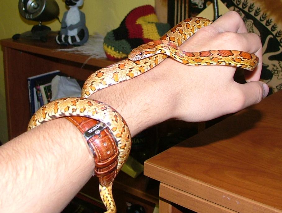 Magilla