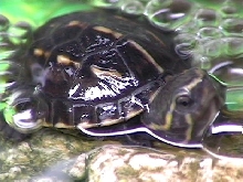 Baby Striped Mud