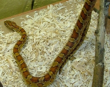 Corn Snake