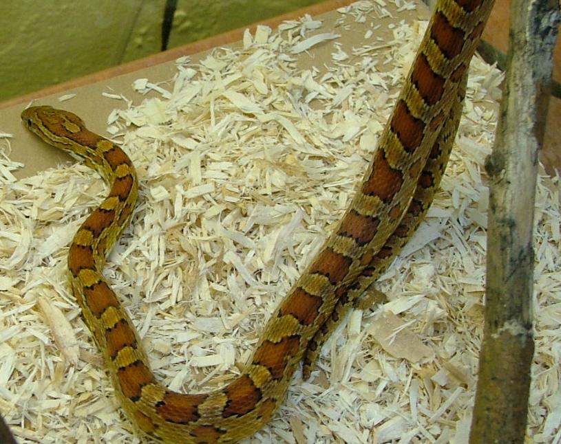 Corn Snake