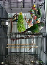 Zazu