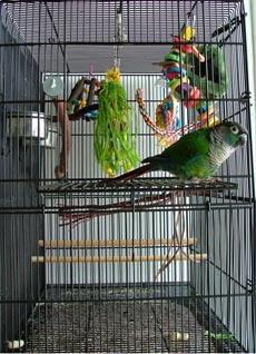 Zazu