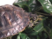 Cumberland Slider