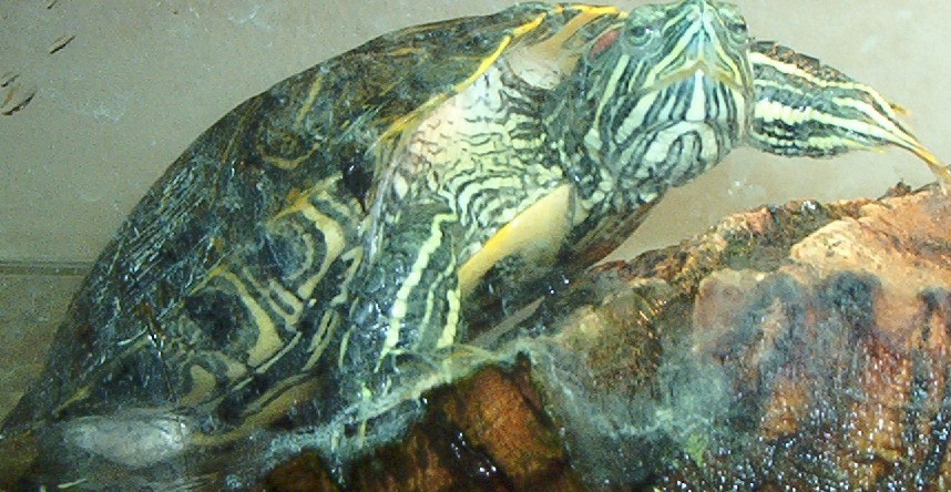 Cozmo Red Ear Slider