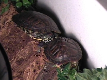 RES and Cumberland Slider basking together.
