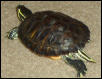 2 Year old cumberland slider.
