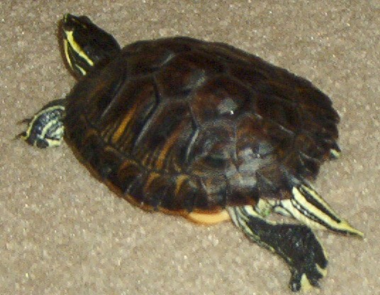 2 Year old cumberland slider.